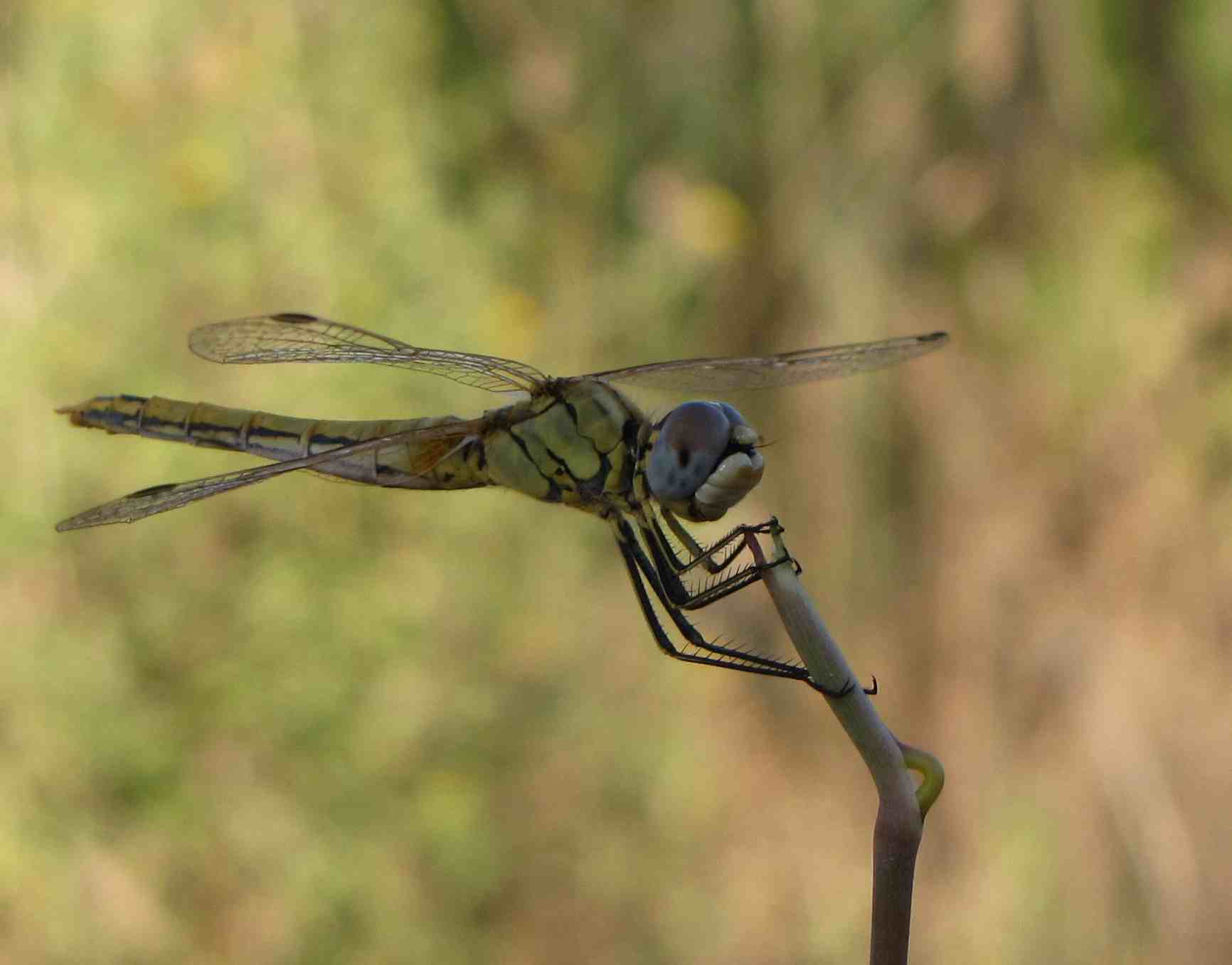 maschio - Sympetrum fonscolombei (femmina)